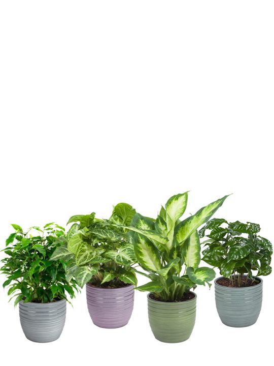 Bergamo Set de plantes
