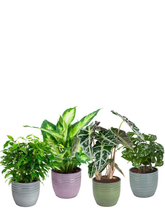 Bergamo Pflanzen Set