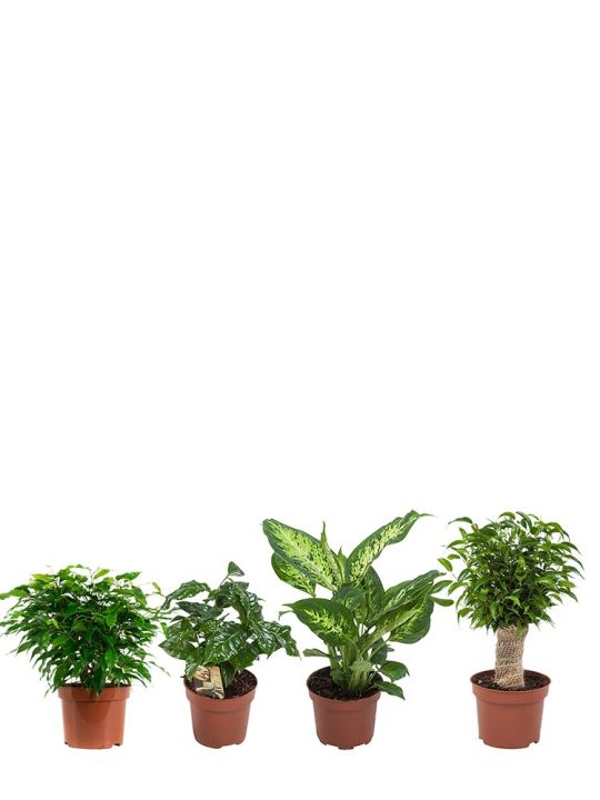 Set de plantes diverses