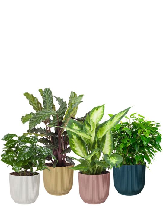 Bunte Pflanzen Set