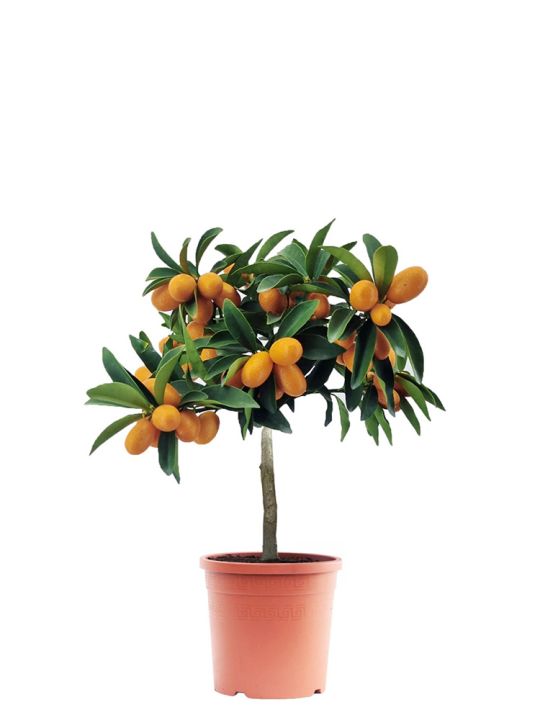 Citrus Kumquat