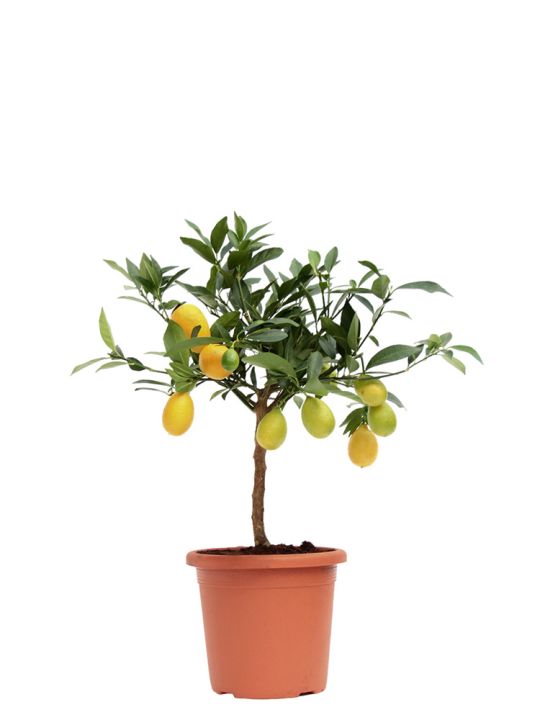 Citrus Limequat