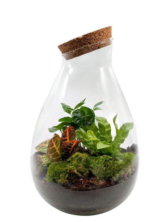 Codiaeum Drop Terrarium