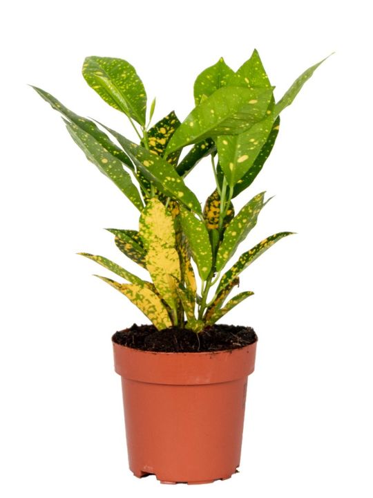 Croton Codiaeum Sunny Star