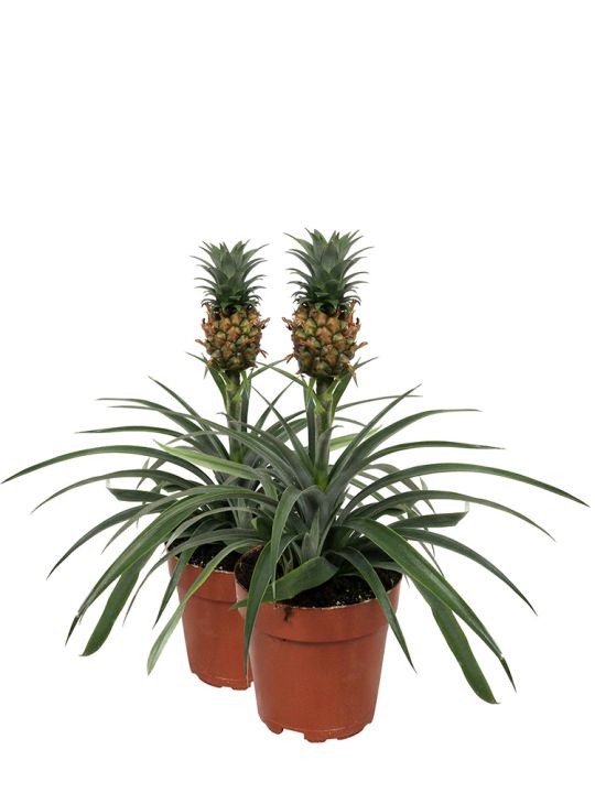 Pineapple plant duo