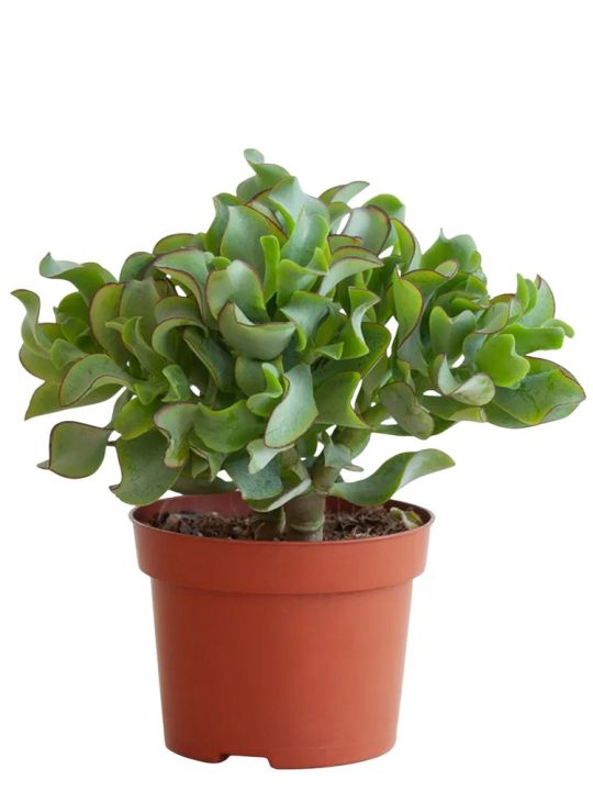 Crassula Arborescens Curly Green