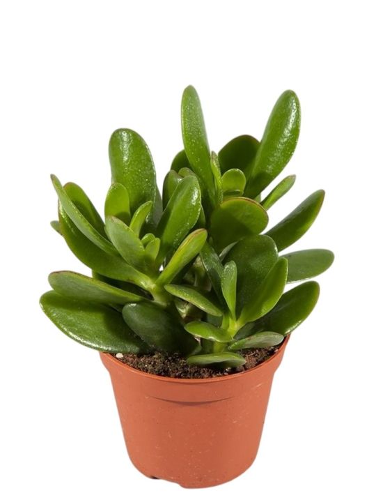 Crassula Ovata Magical Tree