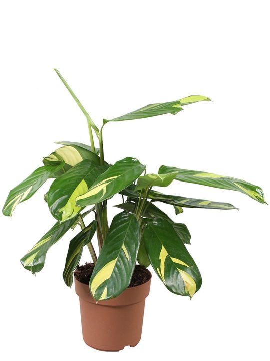 Ctenanthe Lubbersiana
