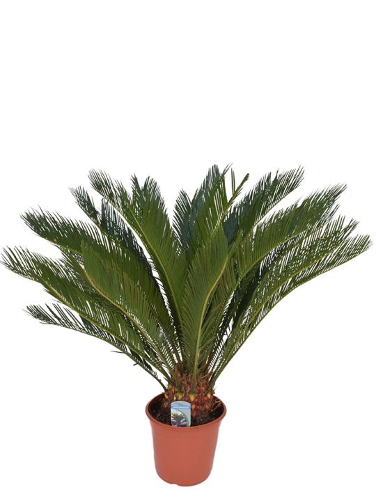 Cycas Revoluta