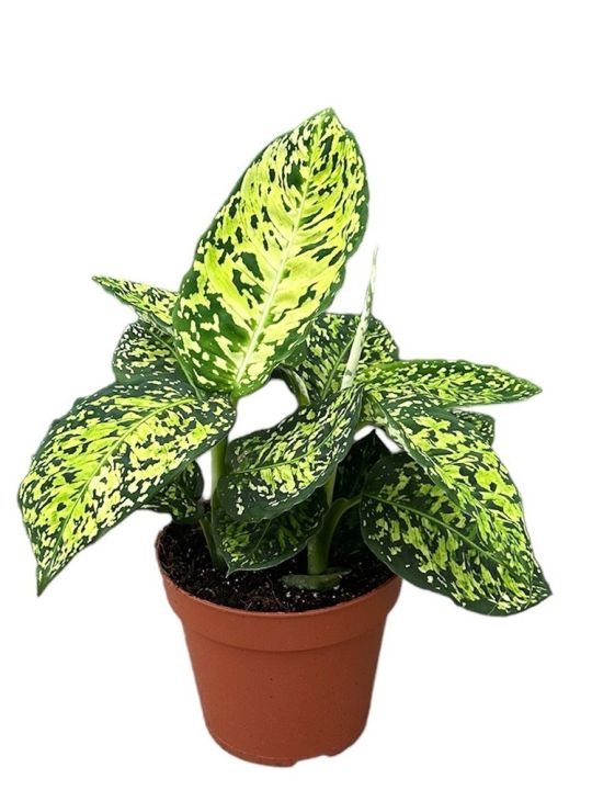 Dieffenbachia Reflector