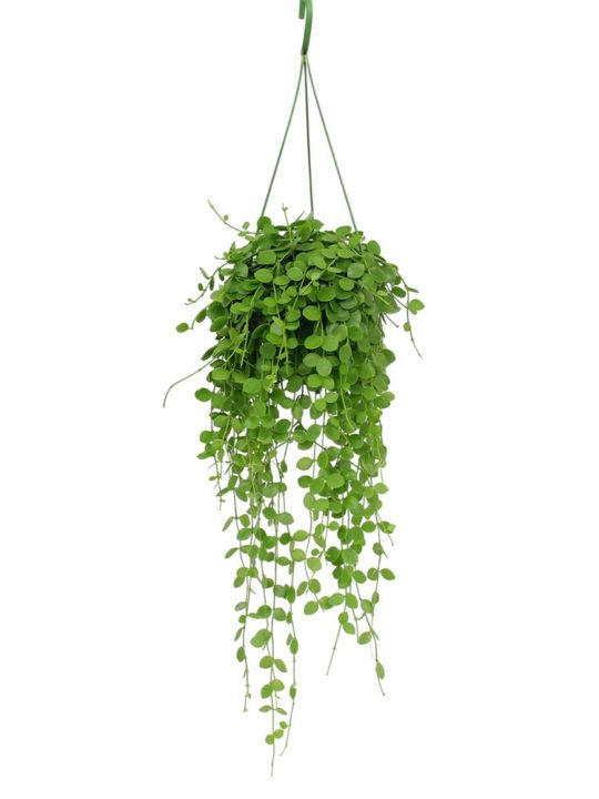 Dischidia Nummularia