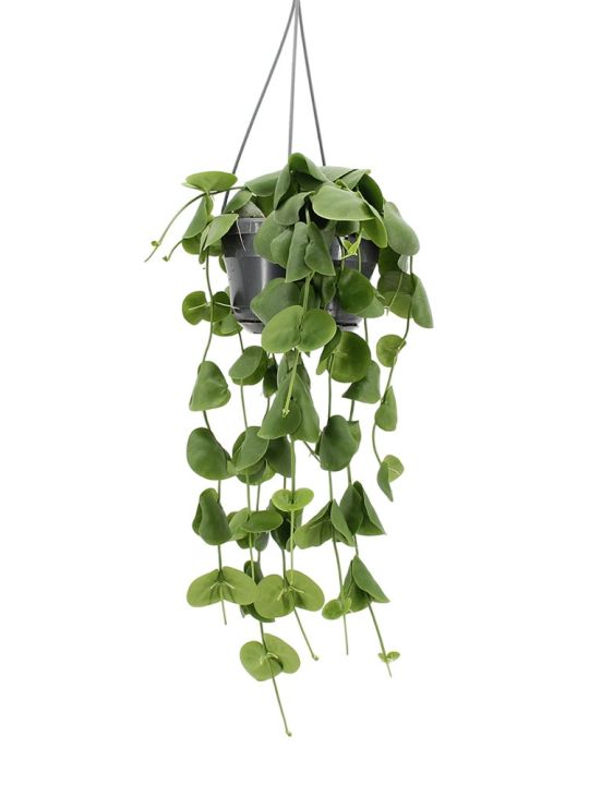 Dischidia Platyphylla