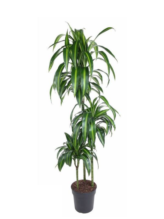 Dracaena Fragrans Hawaiian Sunshine
