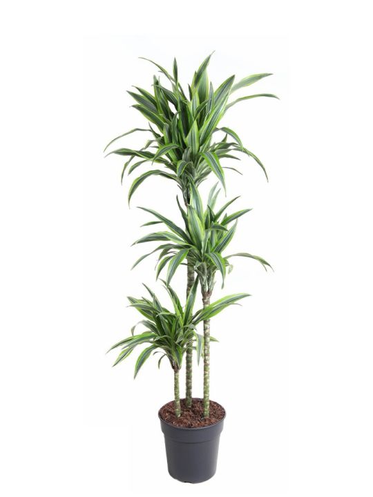 Dracaena Fragrans Lemon Lime