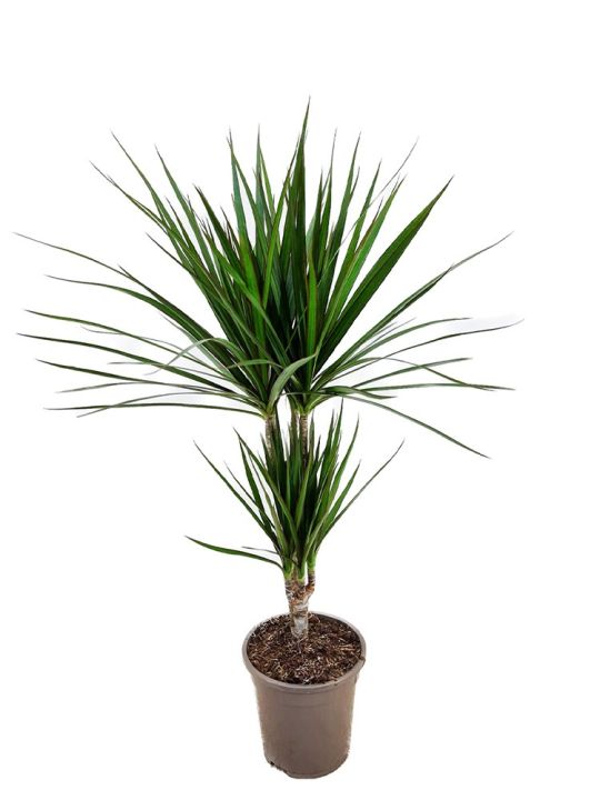 Dracaena Marginata