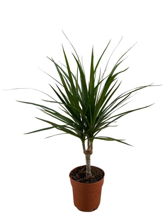 Dracaena Marginata
