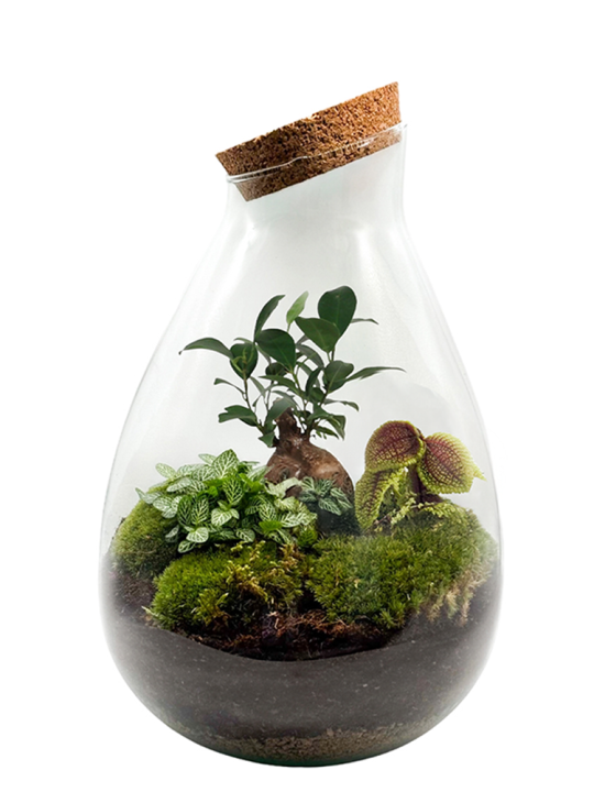 Ficus Bonsai Drop Terrarium