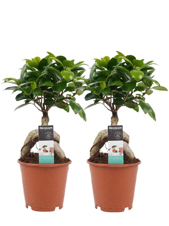 Ficus Ginseng Bonsai duo