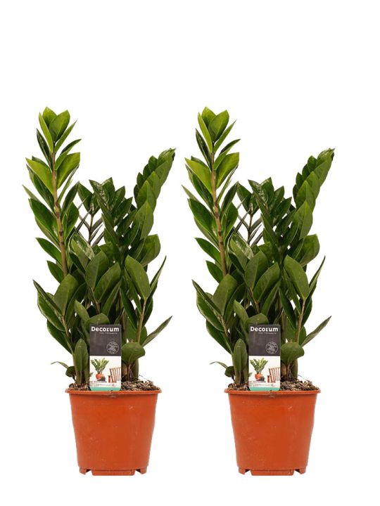 Zamioculcas Zamiifolia duo