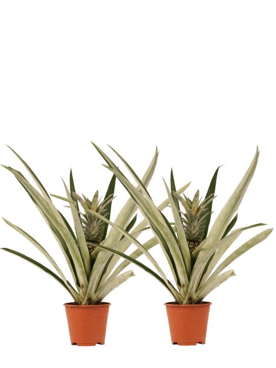 Pineapple plant duo