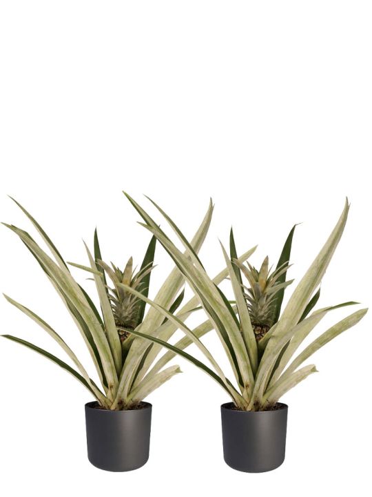 Ananas-Pflanze duo