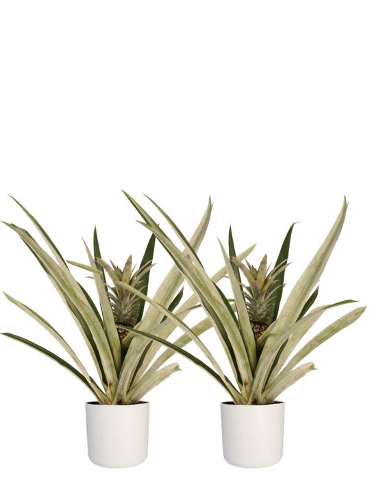 Plante d'ananas duo