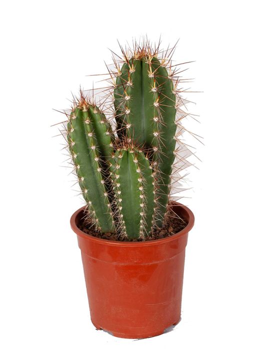 Cactus online