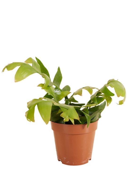 Epiphyllum Chrysocardium