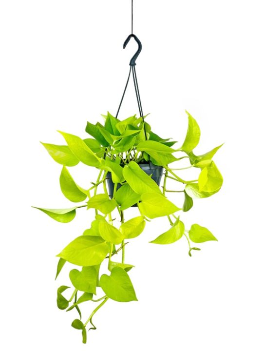 Epipremnum Aureum Golden Pothos