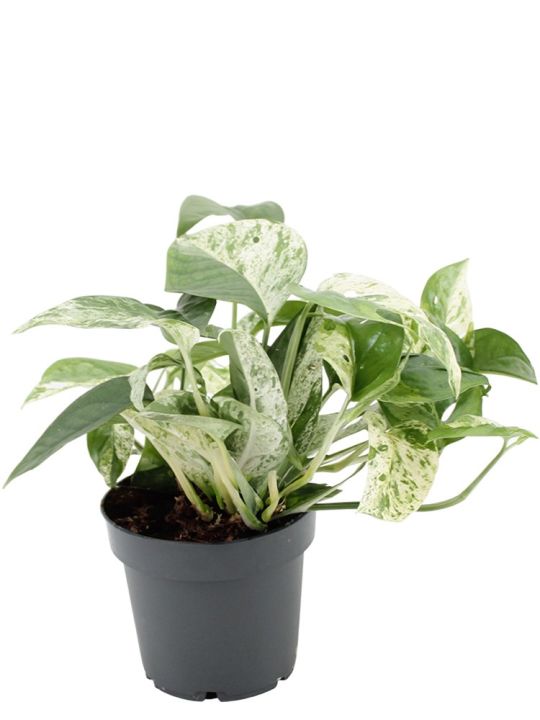 Epipremnum Marble Variegata