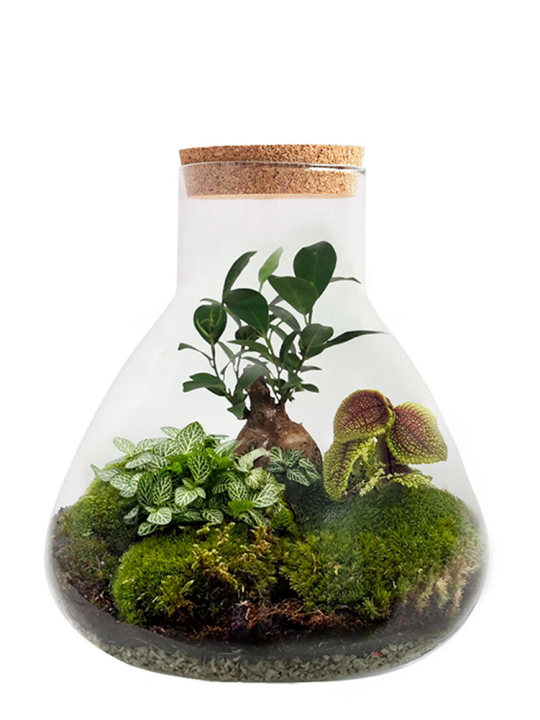 Ficus Bonsai Erlenmeyer Terrarium