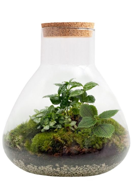Jungle Erlenmeyer Terrarium