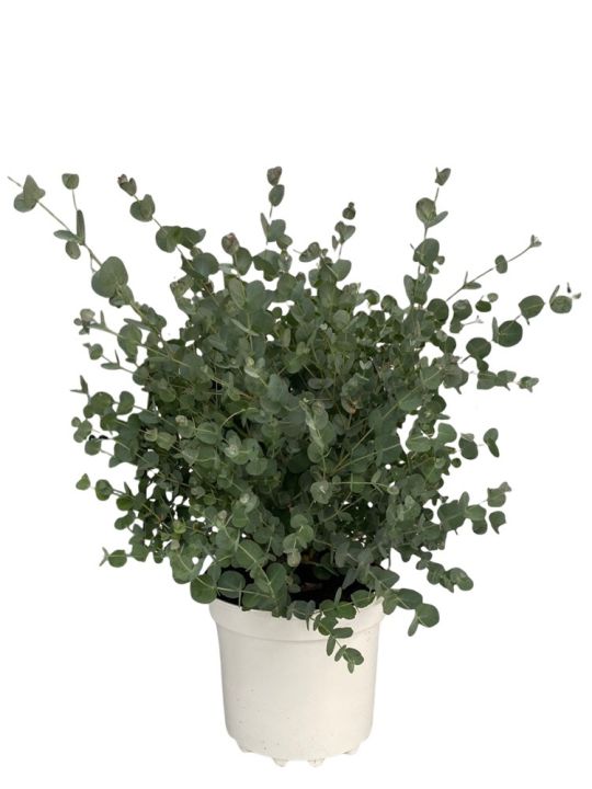 Eucalyptus Gunnii