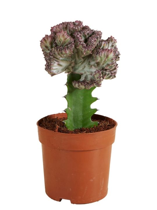 Euphorbia Lactea Cristata