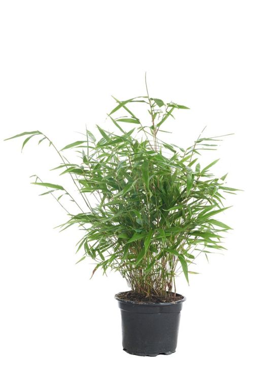 Fargesia Robusta Formidable