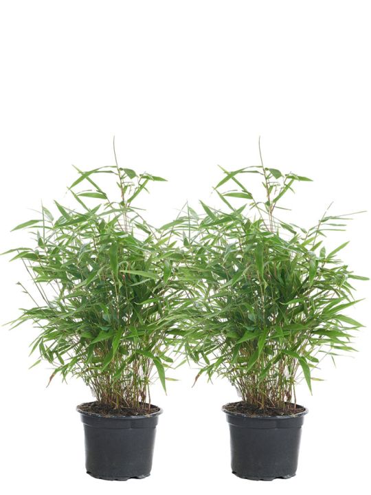 Fargesia Robusta Formidable 2x