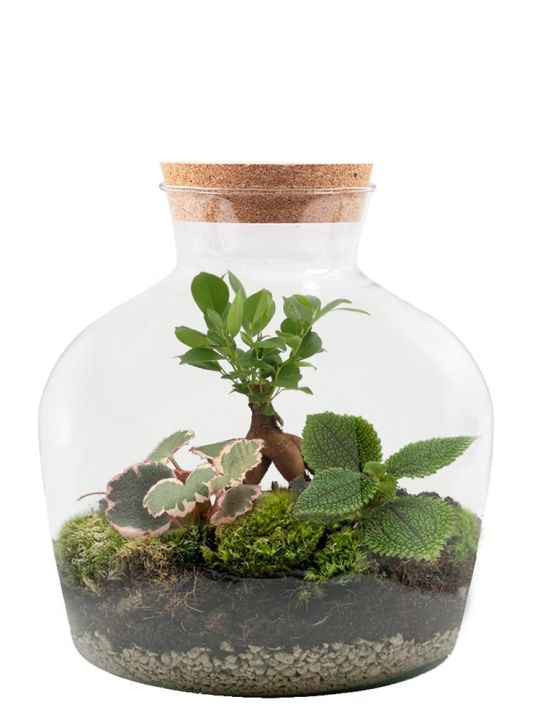 Flaschengarten-Set kaufen - Ökosystem mit Pflanzen im Glas