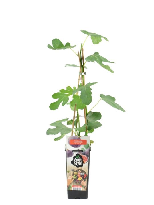 Ficus Carica Brown Turkey
