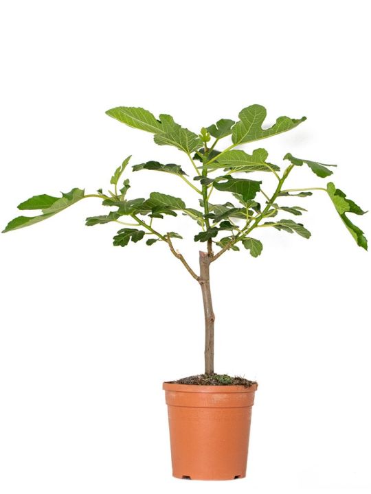 Ficus Carica