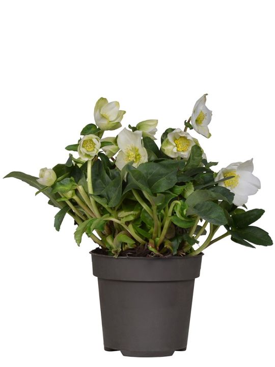 Helleborus Christmas Carol