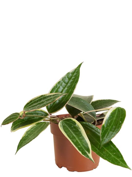 Hoya Latifolia Albomarginata