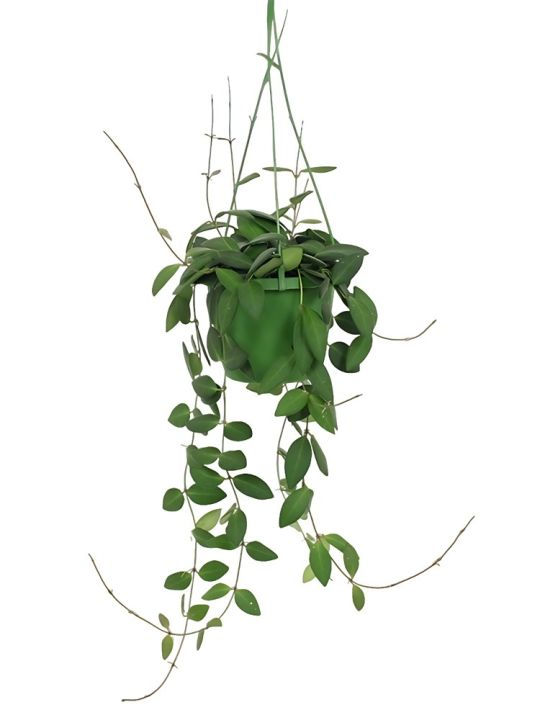 Hoya Burtoniae Green