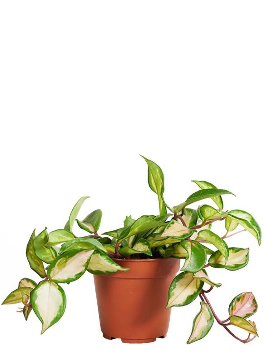 Hoya Carnosa Tricolor