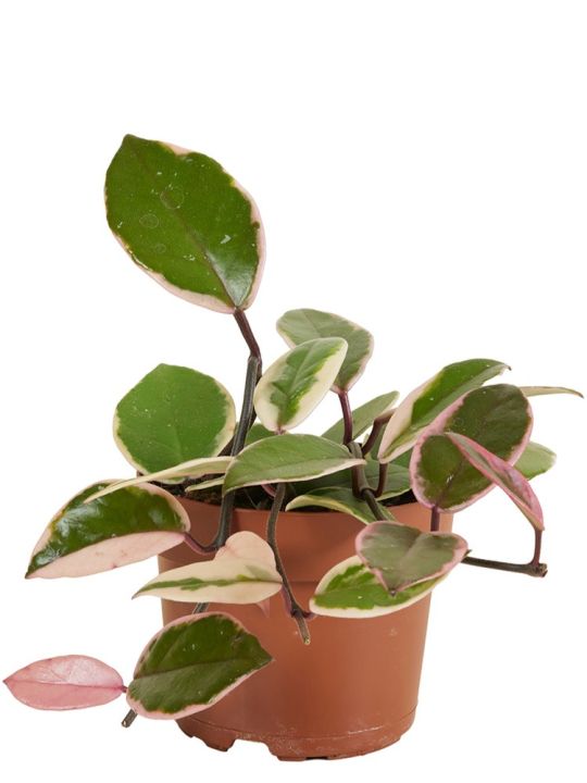 Hoya Carnosa Flamingo Dream