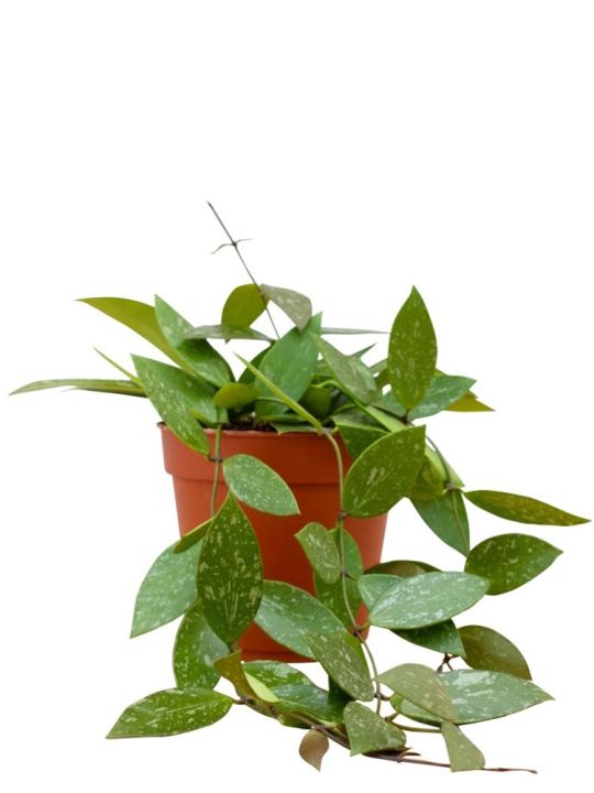 Hoya Carnosa Gracilis