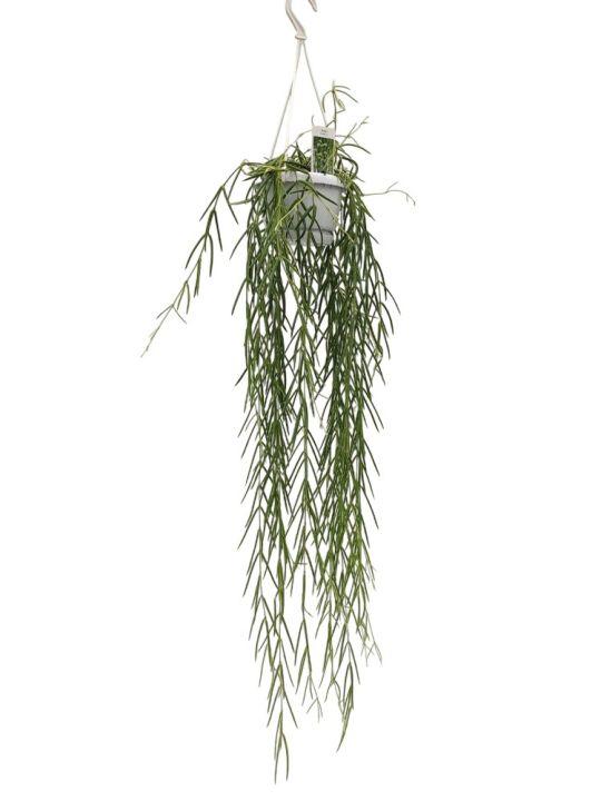 Hoya Linearis
