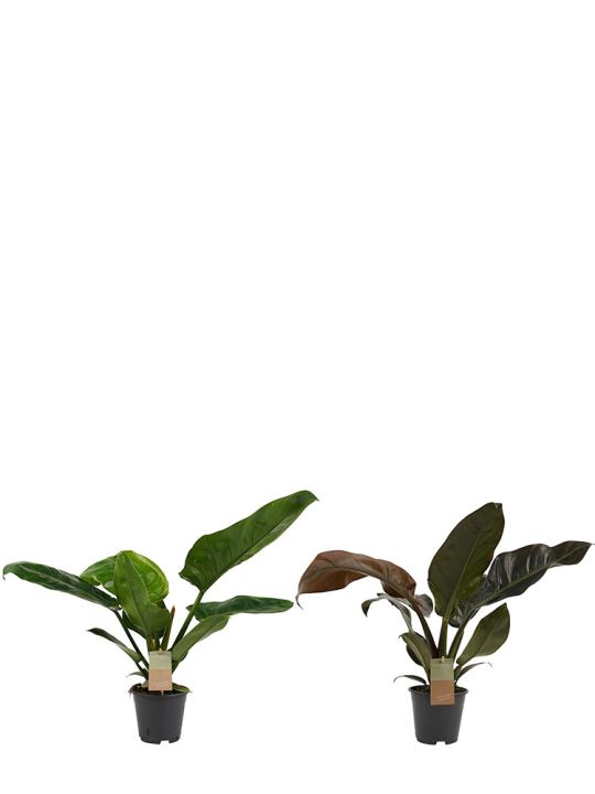 Philodendron Imperial set