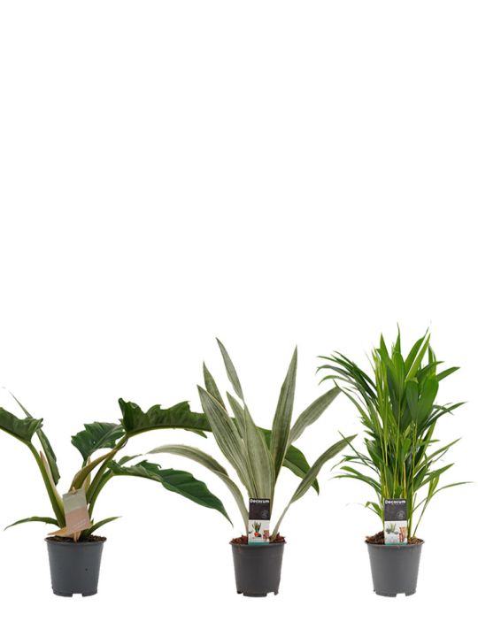 Set de plantes de chambre