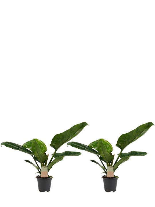 Philodendron Imperial Green duo