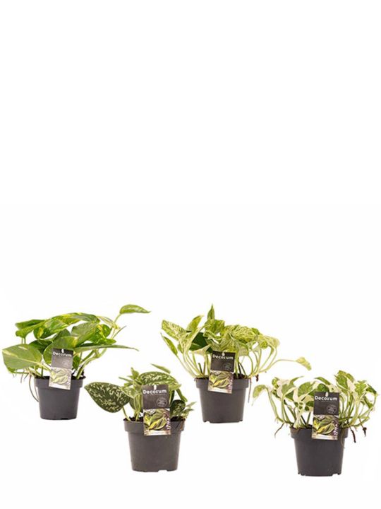 Set de plantes Epipremnum Scindapsus